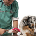 Жировик у собаки - причини і лікування ліпоми