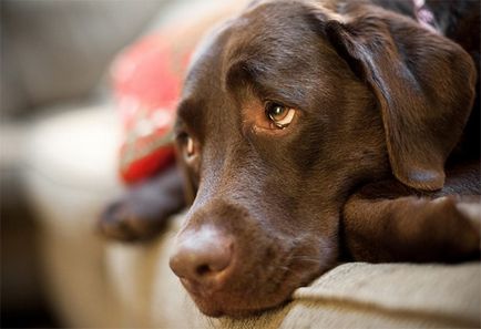 Жировик у собаки - причини і лікування ліпоми