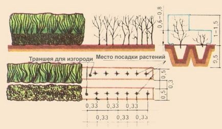 Viu de acoperire din plantarea de păducel, modelarea și îngrijirea