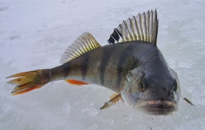 Життя під льодом або як зимують підводні мешканці - іхтіологія і все про риб, статті