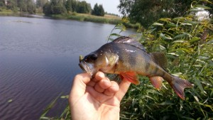 Життя під льодом або як зимують підводні мешканці - іхтіологія і все про риб, статті