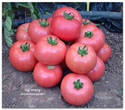 40 Секретів, як виростити цілющі томати
