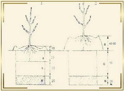 Plantarea si ingrijirea caiselor