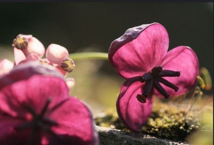 Akebia fotografii, cultivare și îngrijire