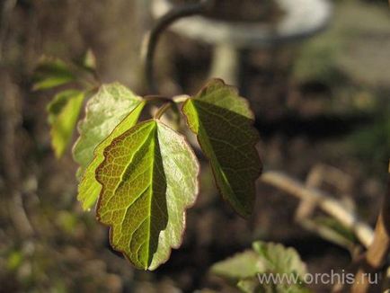 Akebia plantare, îngrijire, creștere, reproducere, descriere, fotografie