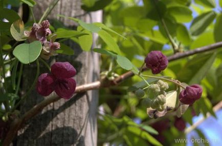 Akebia засаждане, грижи, отглеждане, размножаване, описание, снимка