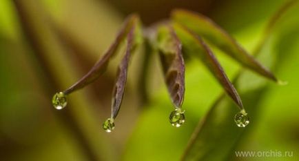 Akebia plantare, îngrijire, creștere, reproducere, descriere, fotografie