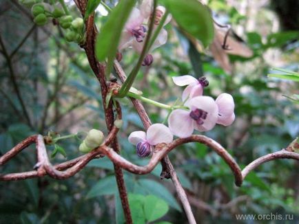 Akebia plantare, îngrijire, creștere, reproducere, descriere, fotografie