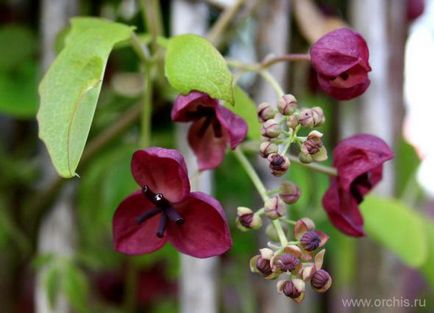 Akebia plantare, îngrijire, creștere, reproducere, descriere, fotografie