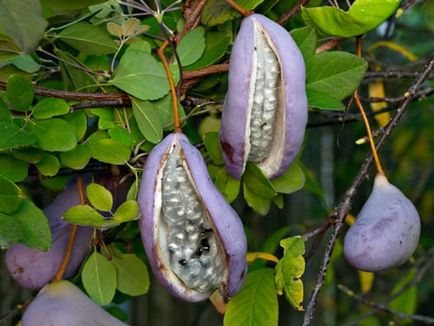 Akebia specie cu fotografii, caracteristici de îngrijire, reproducere, utilizare