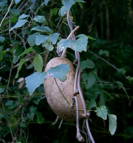 Akebia specie cu fotografii, caracteristici de îngrijire, reproducere, utilizare