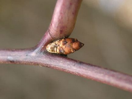 Akebia specie cu fotografii, caracteristici de îngrijire, reproducere, utilizare