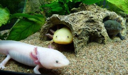 Axolotl are un dragon de apă, conținut captiv