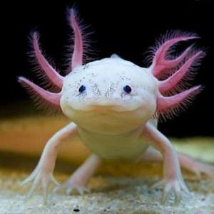 Axolotl are un dragon de apă, conținut captiv