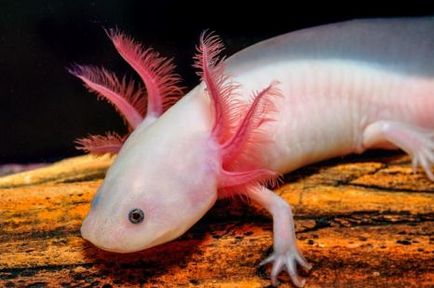 Axolotl are un dragon de apă, conținut captiv