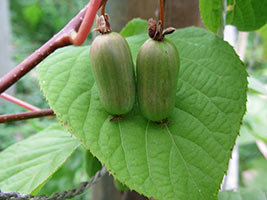 Actinidia kolomikta termesztés és gondozás