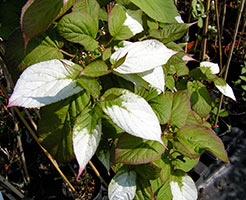 Actinidia kolomikta termesztés és gondozás