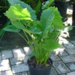 Alocasia proprietăți medicinale, beneficii și rău, tinctură, aplicare în oncologie