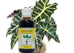 Alocasia proprietăți medicinale, beneficii și rău, tinctură, aplicare în oncologie