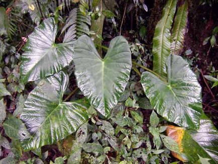 Alocasia îngrijire la domiciliu, fotografie