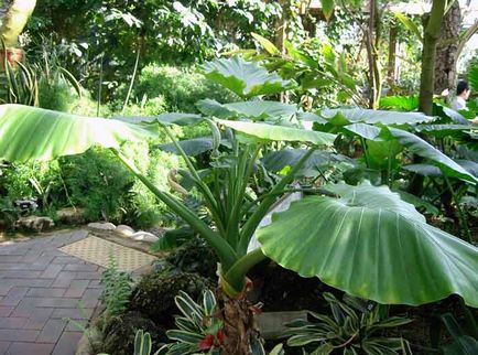 Alocasia îngrijire la domiciliu, fotografie