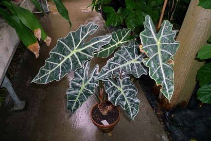 Alocasia îngrijire la domiciliu, fotografie