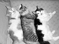 Anastasia Krasichkova - hosszúszőrű macskák - 12. oldal