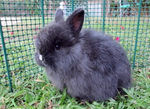 Angora pitic rabbit fotografie, video, conținut, caracteristici, comentarii proprietar