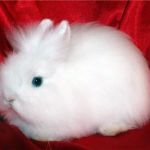 Angora pitic rabbit fotografie, video, conținut, caracteristici, comentarii proprietar