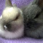 Angora pitic rabbit fotografie, video, conținut, caracteristici, comentarii proprietar