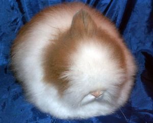 Angora pitic rabbit fotografie, video, conținut, caracteristici, comentarii proprietar