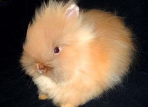 Angora pitic rabbit fotografie, video, conținut, caracteristici, comentarii proprietar