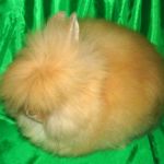 Angora pitic rabbit fotografie, video, conținut, caracteristici, comentarii proprietar