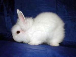 Angora pitic rabbit fotografie, video, conținut, caracteristici, comentarii proprietar