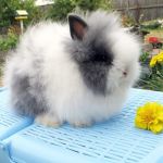 Angora pitic rabbit fotografie, video, conținut, caracteristici, comentarii proprietar