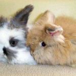 Angora pitic rabbit fotografie, video, conținut, caracteristici, comentarii proprietar