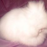 Angora pitic rabbit fotografie, video, conținut, caracteristici, comentarii proprietar