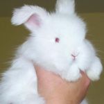 Angora pitic rabbit fotografie, video, conținut, caracteristici, comentarii proprietar