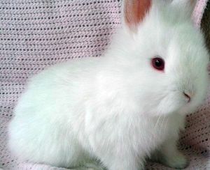 Angora pitic rabbit fotografie, video, conținut, caracteristici, comentarii proprietar