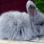 Angora pitic rabbit fotografie, video, conținut, caracteristici, comentarii proprietar