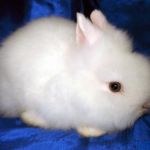 Angora pitic rabbit fotografie, video, conținut, caracteristici, comentarii proprietar