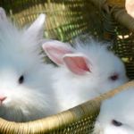 Angora pitic rabbit fotografie, video, conținut, caracteristici, comentarii proprietar