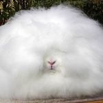 Angora pitic rabbit fotografie, video, conținut, caracteristici, comentarii proprietar