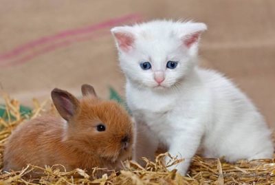 Angora iepure pygmy, decorative, fotografie, preț