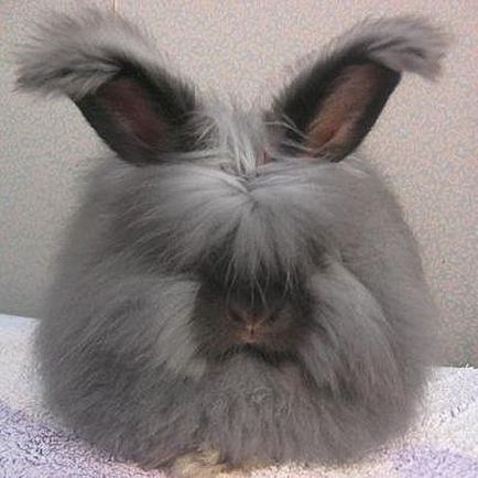 Angora iepure pygmy, decorative, fotografie, preț