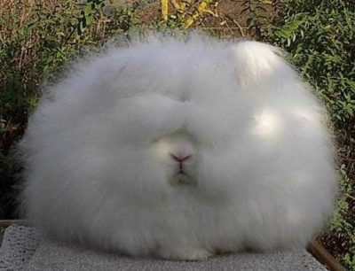 Ангорский кролик карликовий, декоративний, фото, ціна
