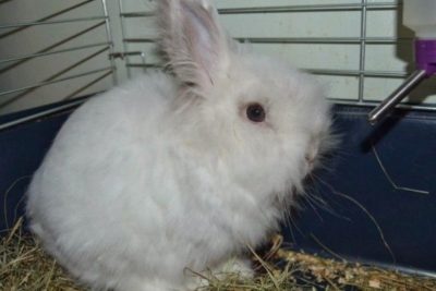 Angora iepure pygmy, decorative, fotografie, preț