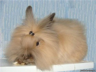 Ангорский кролик карликовий, декоративний, фото, ціна