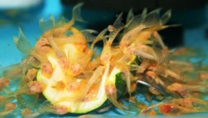 Анциструс -акваріумний сомик присоска, види
