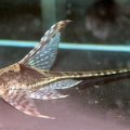 Анциструс сом-присоска акваріумна рибка зміст